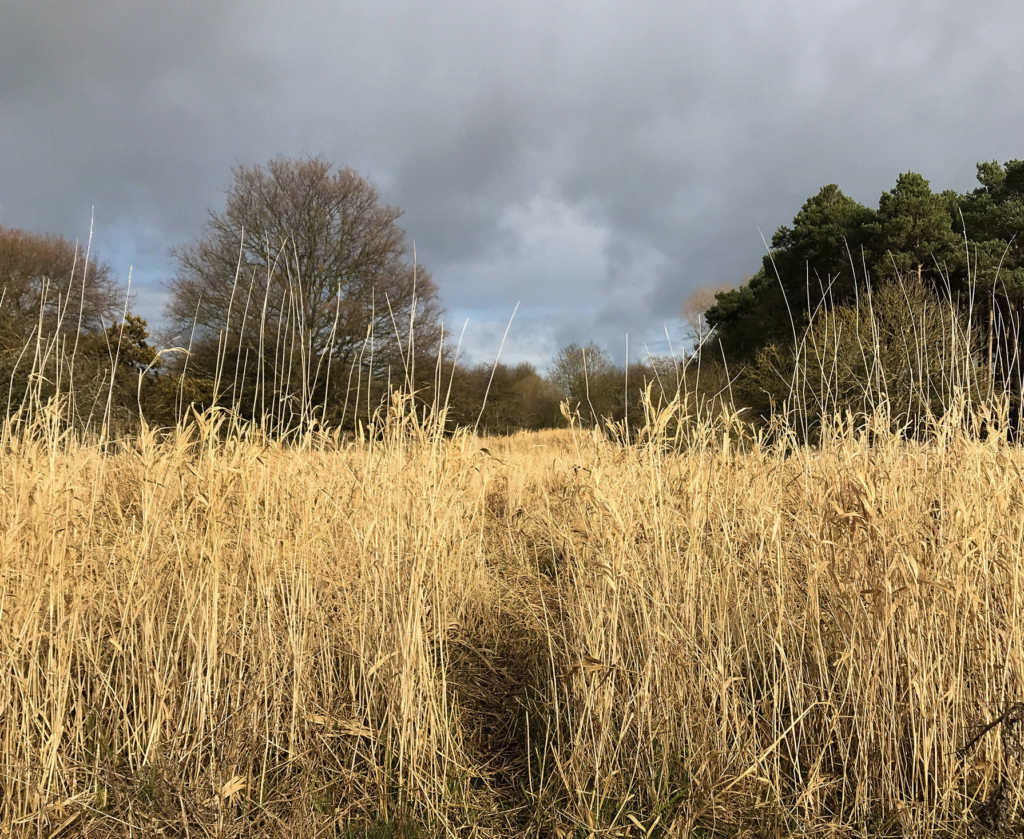 wild life project in East Lothian